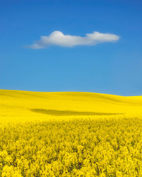 yellow canola field and blue sky in ukrainian flag colors - spring landscape stock pictures, royalty-free photos & images