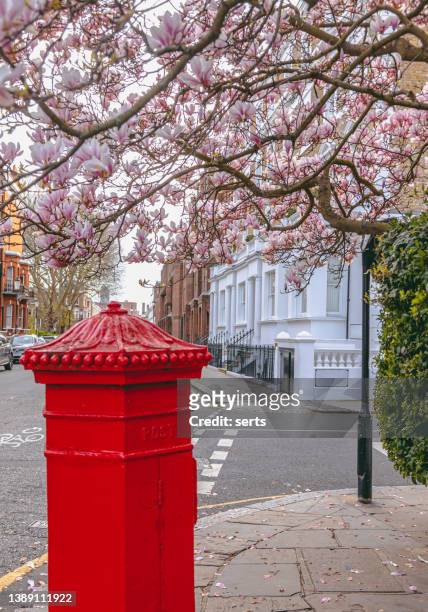 kirschblütenbäume und roter briefkasten in einer straße von london, großbritannien - chelsea london stock-fotos und bilder