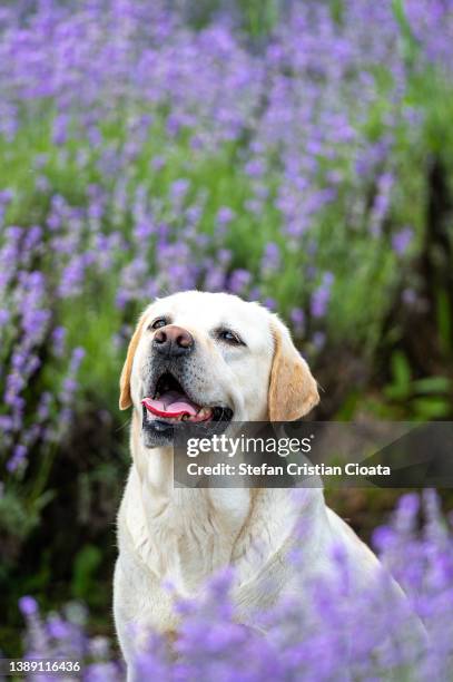 dog sitting in lavender field - labrador retriever stock pictures, royalty-free photos & images