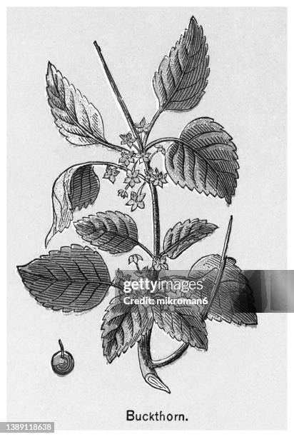 old chromolithograph illustration of european buckthorn, common buckthorn, purging buckthorn (rhamnus cathartica) - rhamnus cathartica stock pictures, royalty-free photos & images