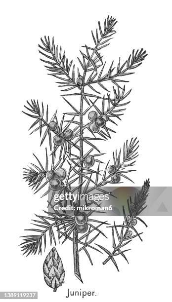 old chromolithograph illustration of botany, common juniper (juniperus communis) - jeneverbes conifeer stockfoto's en -beelden