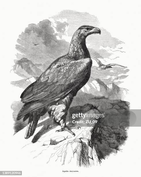 golden eagle (aquila chrysaetos), wood engraving, published in 1870 - golden eagle stock illustrations