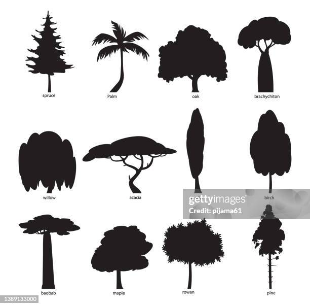 stockillustraties, clipart, cartoons en iconen met tree silhouette set. pine, spruce, maple, poplar, acacia, birch, oak, brachychiton, willow, palm, baobab, rowan, tree icons. nature concept. - wilg