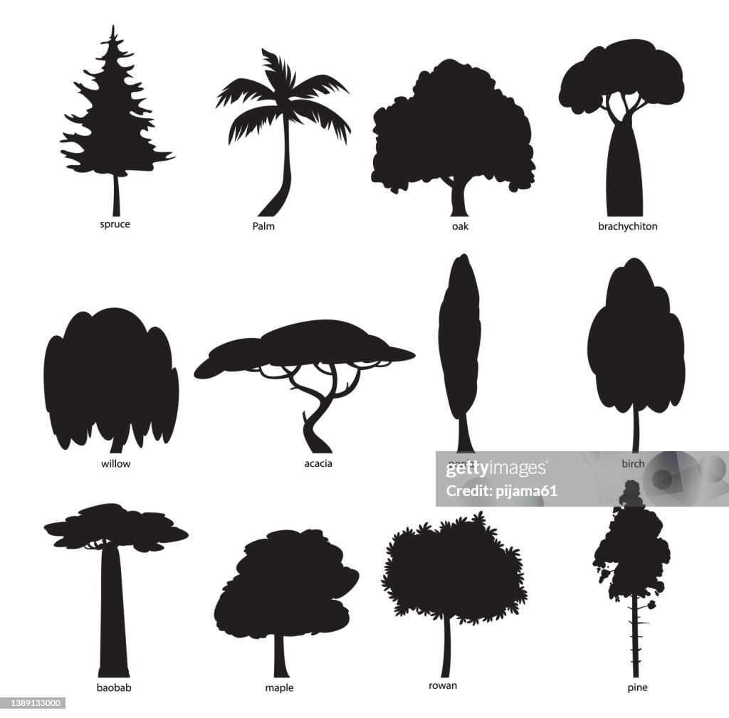 Tree silhouette set. Pine, spruce, maple, poplar, acacia, birch, oak, brachychiton, willow, palm, baobab, rowan, tree icons. Nature concept.