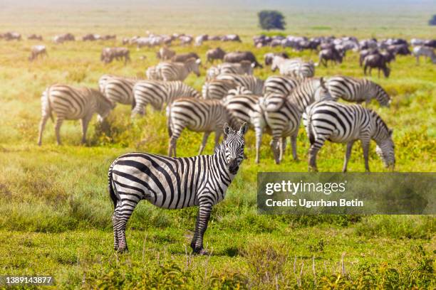 zebra herd - región de arusha fotografías e imágenes de stock