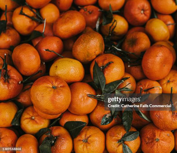 close-up, elevated view of lots of tangerines - fruit laden trees stock-fotos und bilder