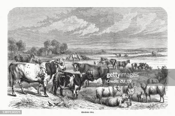 eiderstedt farm animals, schleswig-holstein, germany, wood engraving, published in 1870 - engraved images farm stock illustrations