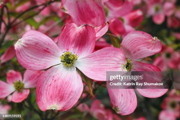 delightful pink dogwood blossoms - dogwood blossom stockfoto's en -beelden