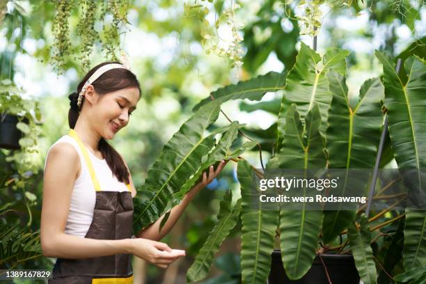 young woman grooming and care houseplants clean dusting from leaves in the backyard - green economy foto e immagini stock