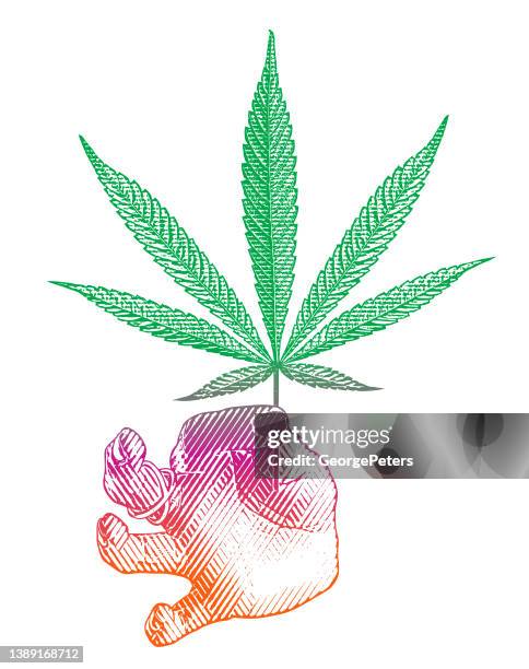 hand holding hemp leaf - hemp leaf stock illustrations