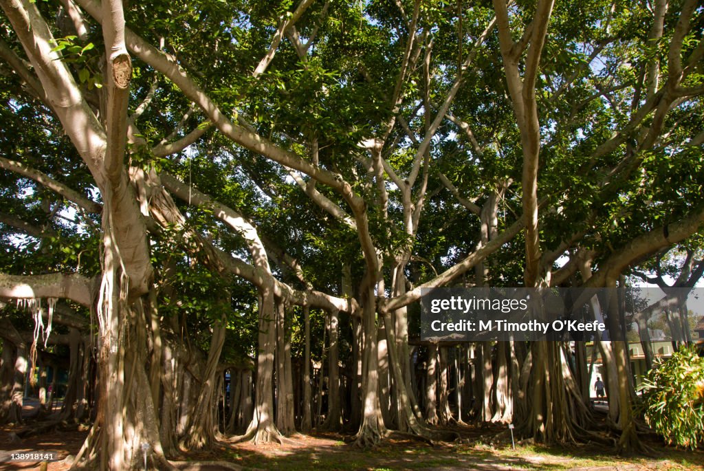 Banyan Tree, Edison Estate