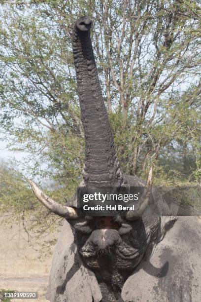 african elephant close-up using trunk to pick leaves - animal trunk stock pictures, royalty-free photos & images