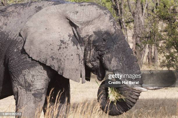 african elephant close-up using trunk to pick grass - animal nose foto e immagini stock