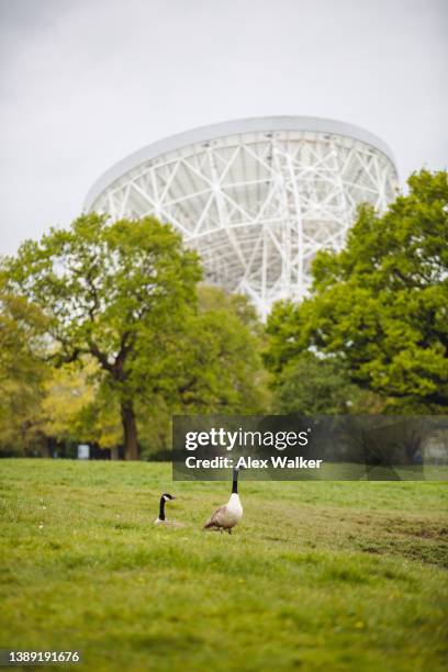 large radio telescope, the lovell telescope at jodrell bank seen in a rural setting with field and geese. - cheshire stock-fotos und bilder