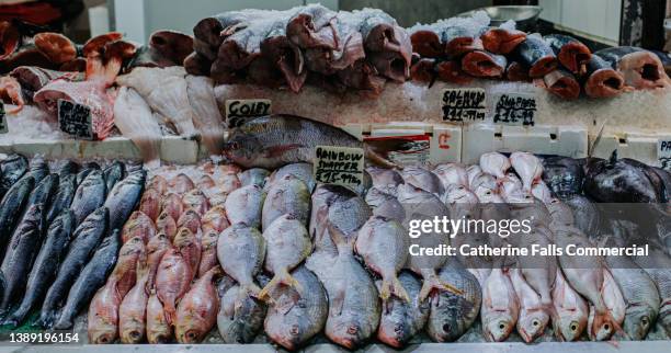 an array of freshly-caught fish on ice at a fish mongers - freshwater fishing photos et images de collection