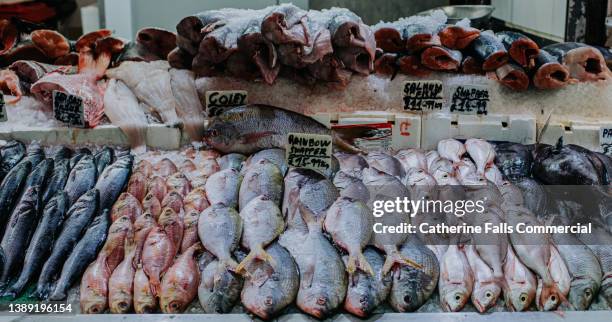 an array of freshly-caught fish on ice at a fish mongers - pescivendolo foto e immagini stock