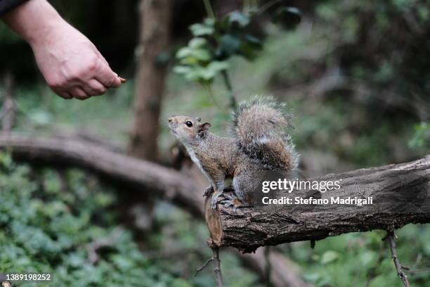 feed the animals, squirrel on the branch - grey squirrel stock pictures, royalty-free photos & images