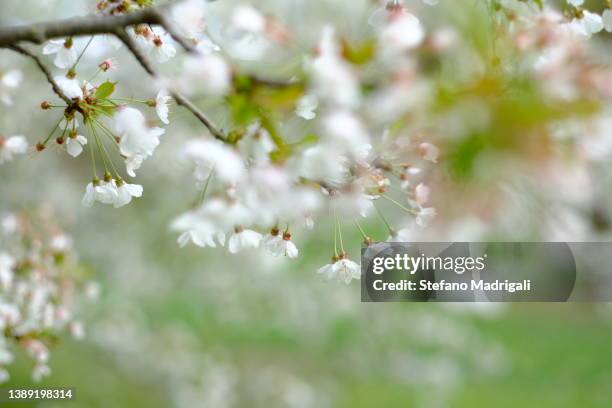 wild plum blossom - wild cherry tree - fotografias e filmes do acervo