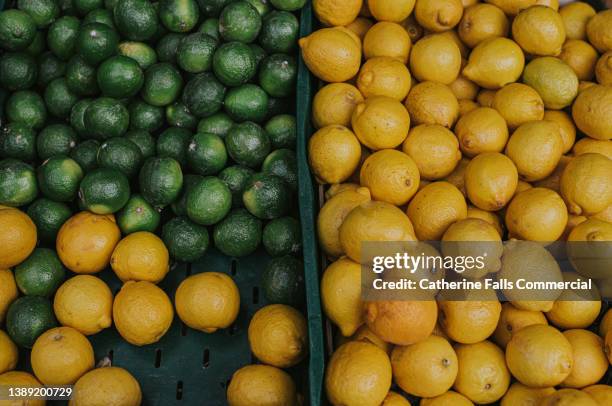 lots of lemons and limes, side by side in a greengrocers - zitruszeste stock-fotos und bilder