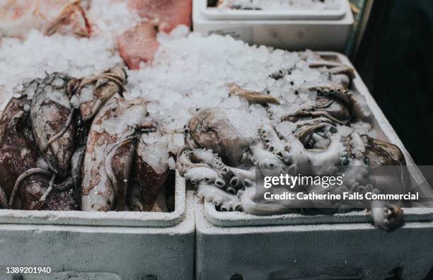 fresh, whole squid and tentacles on ice in polystyrene containers on a fish mongers market stall - fishing boat stock pictures, royalty-free photos & images