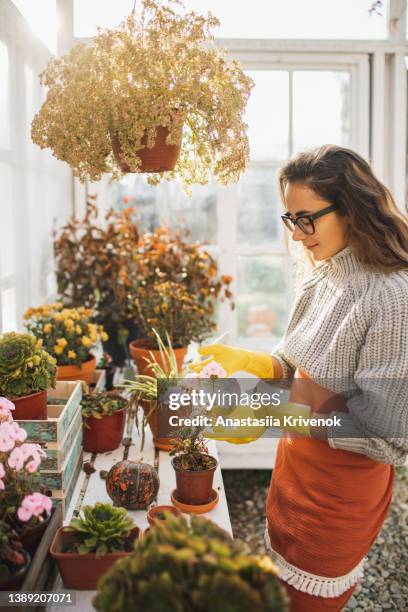 young woman transplants flowers at home. - luva para lavar louça imagens e fotografias de stock