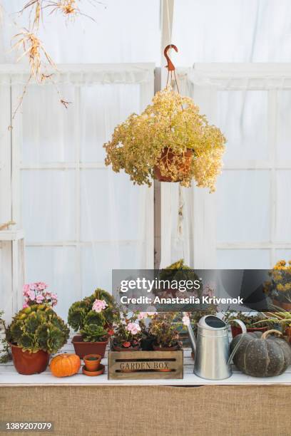 potted plants and pumpkins displayed in the home glasshouse. - luva para lavar louça imagens e fotografias de stock