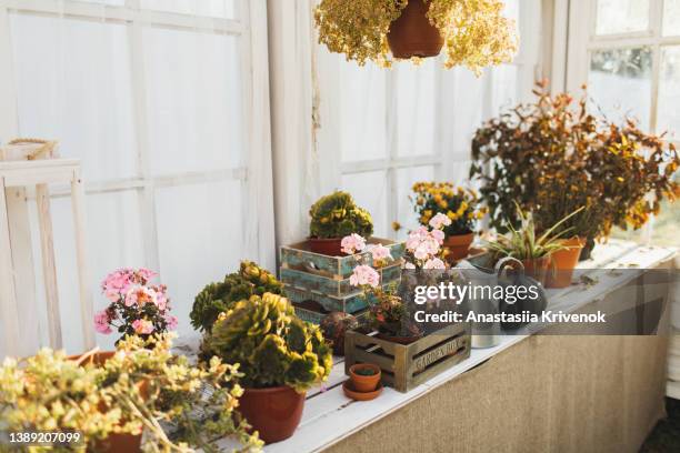potted plants and pumpkins displayed in the home glasshouse. - luva para lavar louça imagens e fotografias de stock