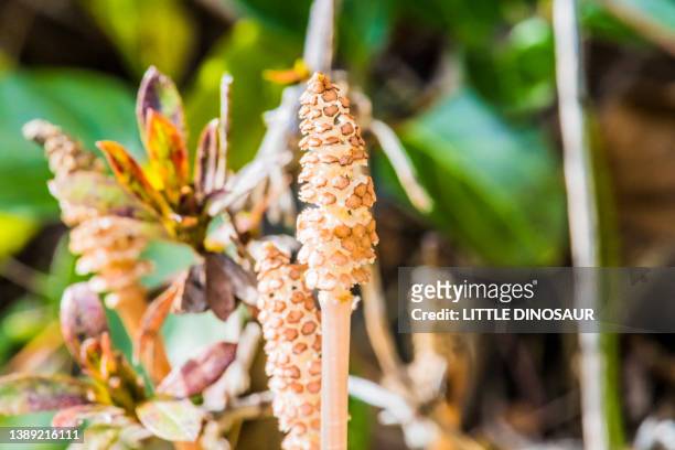 field horsetail (equisetum arvense) - equisetum arvense stock pictures, royalty-free photos & images