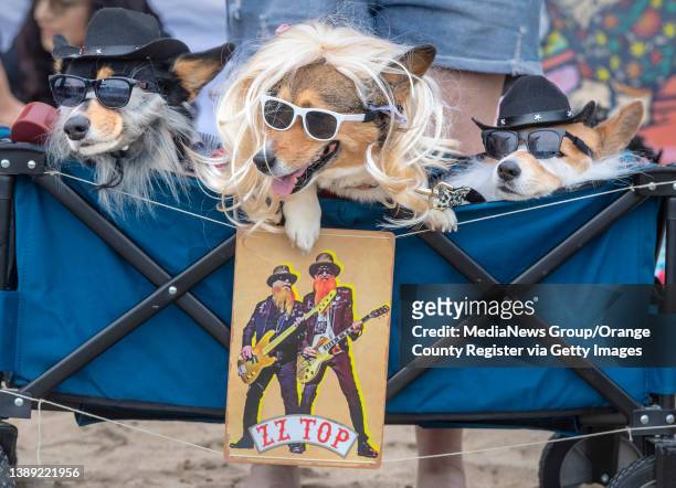 Huntington Beach, CA Corgis dressed as ZZ Top wait for judging during the costume contest at the annual Corgi Beach Day at Huntington Beach on...