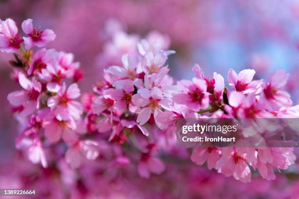 spring sagura flower background - sakura photos et images de collection