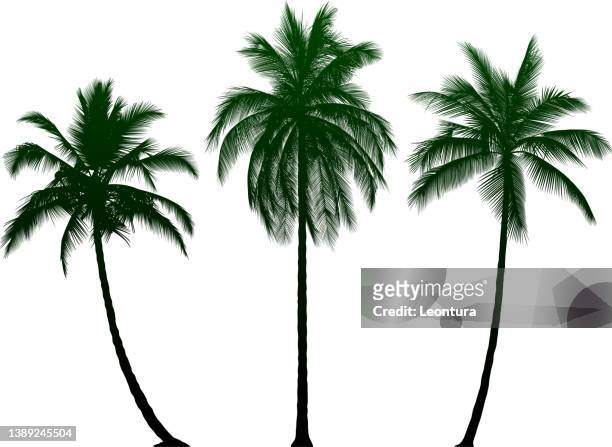 highly detailed palm trees - leaning tree stock illustrations