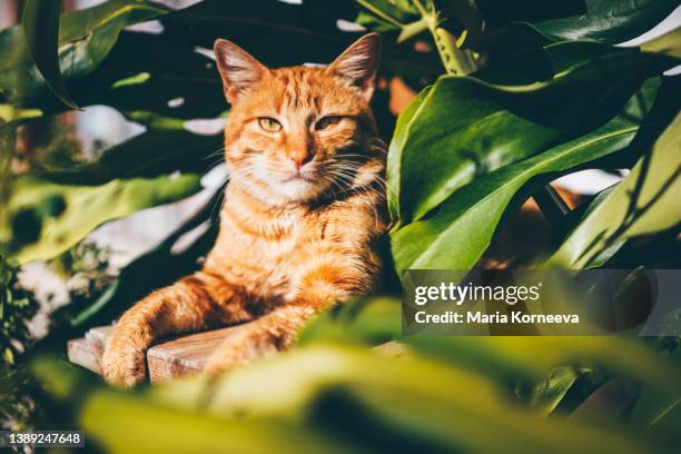 orange tabby cat lying in garden. - orange cat stockfoto's en -beelden