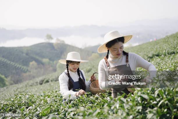 two young beautiful women picking tea in a tea garden - green tea plantation leaves stock-fotos und bilder