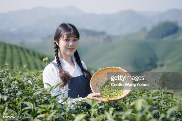 young asian woman showing freshly picked tea leaves - thee gewas stockfoto's en -beelden