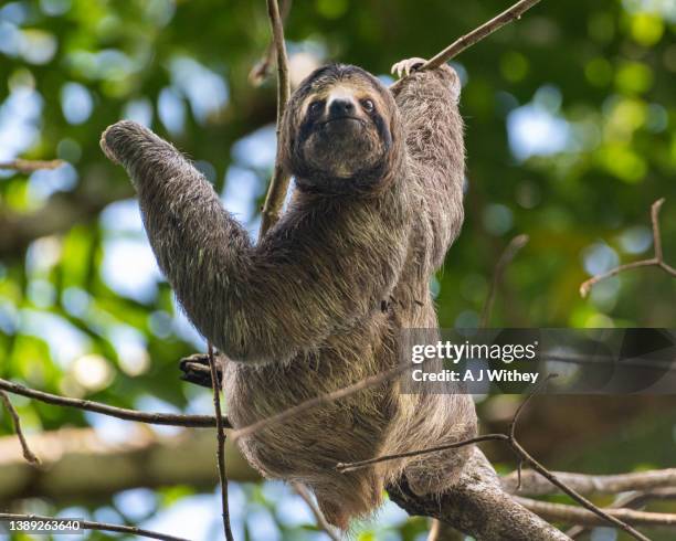 sloth - three toed sloth fotografías e imágenes de stock