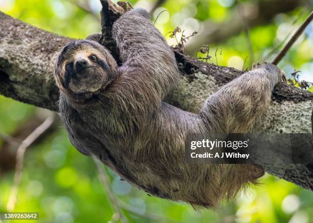 9,410 Slowest Animals Photos and Premium High Res Pictures - Getty Images 9,410 Slowest Animals Photos and Premium High Res Pictures - Getty Images