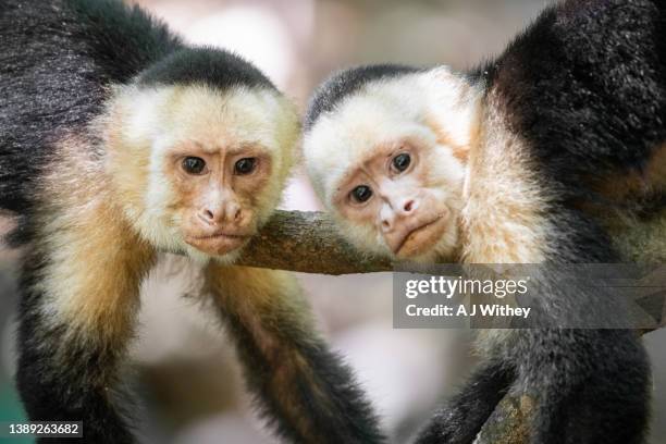 white-faced (capuchin) monkeys - mono capuchino de garganta blanca fotografías e imágenes de stock