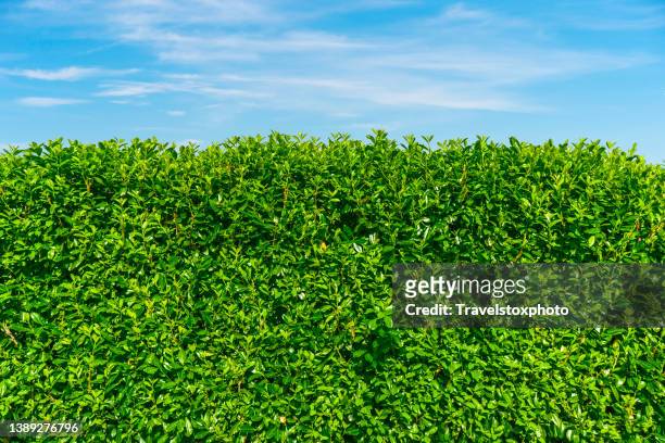 big green hedge against blue sky in garden. greening, gardening and nature in the suburbs. - voor of achtertuin stockfoto's en -beelden