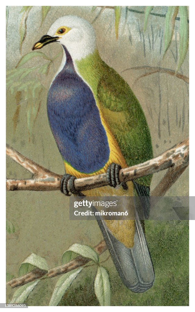 Old chromolithograph illustration of Ornithology - The wompoo fruit dove or wompoo pigeon (Ptilinopus magnificus)