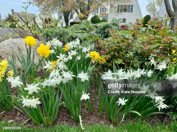 spring garden - tulips and daffodils stock pictures, royalty-free photos & images