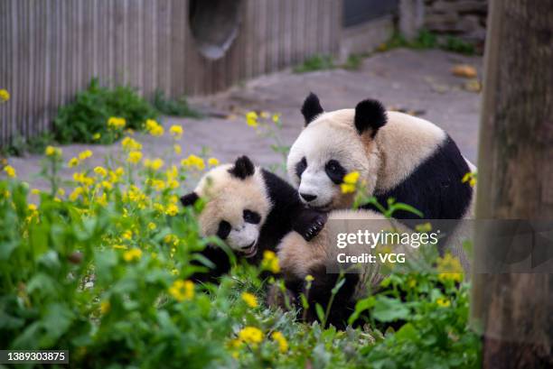 Giant pandas play at the Shenshuping Base of China Conservation and Research Center for the Giant Panda on April 2, 2022 in Aba Tibetan and Qiang...