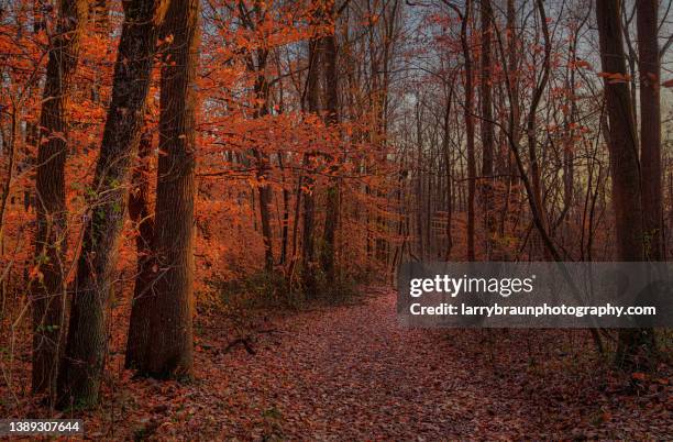 beech leaves along the trail - missouri landscape stock pictures, royalty-free photos & images