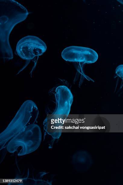 close-up of moon jellyfish in aquarium - andaman islands stock pictures, royalty-free photos & images