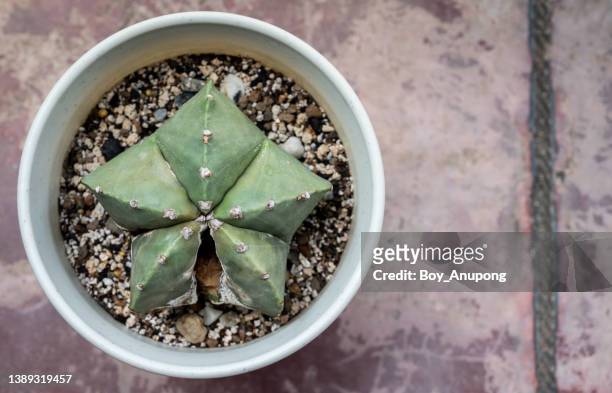 high angle view of a pot of dead astrophytum myriostigma cactus explode from inside caused of rotting. - dying houseplant stock pictures, royalty-free photos & images