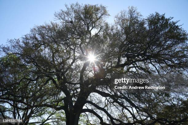 General view of the oak tree by the clubhouse during the Drive, Chip and Putt Championship at Augusta National Golf Club on April 03, 2022 in...