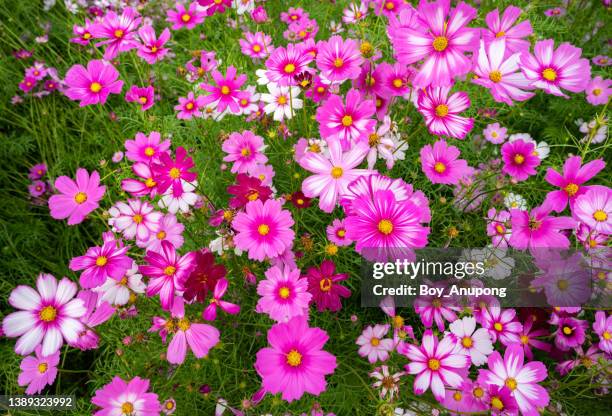 full frame shot of cosmos flowers blooming in the nature. - cosmos de jardín fotografías e imágenes de stock