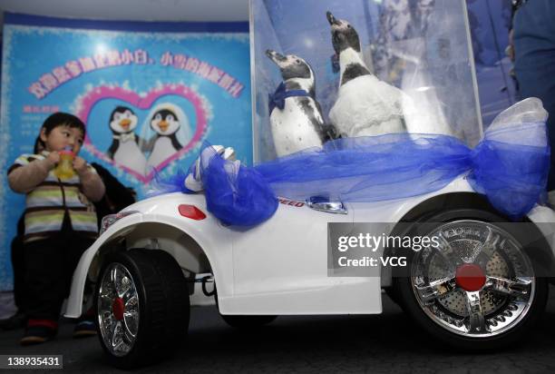 Penguins Xiao Bai and Xiao Xue during their wedding ceremony at Shanghai Ocean Aquarium on February 13, 2012 in Guangzhou, China. Preparations for...