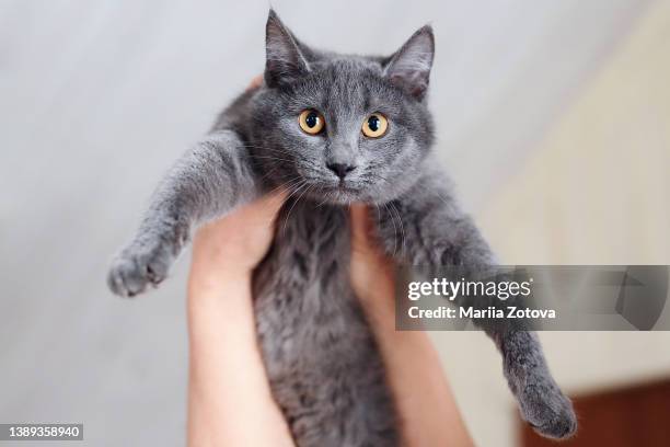 a beautiful smooth-haired gray cat in the arms of a woman looks into the camera in an animal shelter - russian blue cat stock pictures, royalty-free photos & images