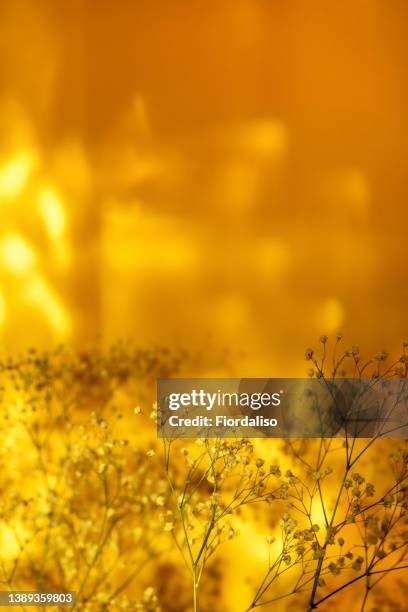 shadows on the orange yellow wall from gypsophila branches. sunset, glare and selective focus. template for posts in social networks and for various design purposes - art from the shadows stockfoto's en -beelden