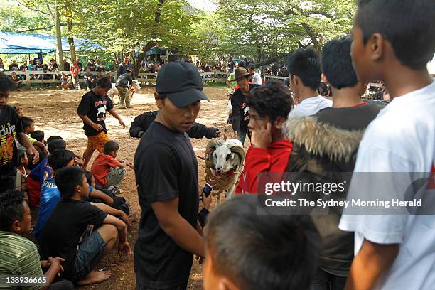 Spectators at the ram fighting in Bandung, Indonesia. Each Sunday, large crowds of villagers gather for this spectacular West Javanese ritual, which...
